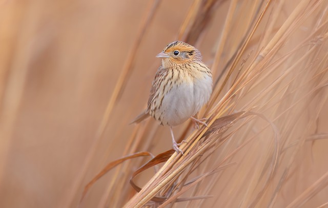 LeConte's Sparrow ML644600071