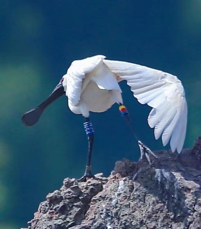 观测拍摄者(大连京)©大连有心者